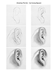 four different types of ear shapes