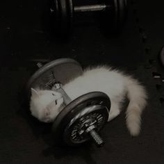 a white cat laying on top of a dumbbell in a black and white photo