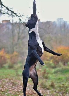 a black and white dog jumping up into the air to catch a frisbee