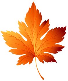 an orange leaf on a white background