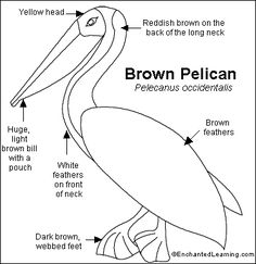 the anatomy of a pelican's head and neck, with labeled parts labelled