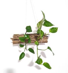 a plant hanging from a wooden beam with some green leaves on the top and bottom