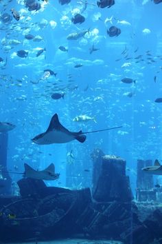 a large aquarium filled with lots of fish