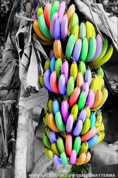 a bunch of colorful bananas hanging from a banana tree in a black and white photo