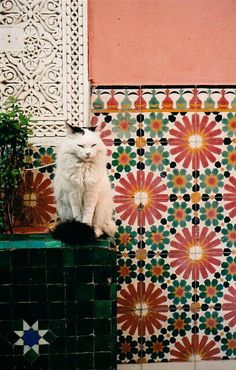 a white cat sitting on top of a green box in front of a tiled wall