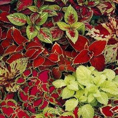 many red and green plants with leaves on them