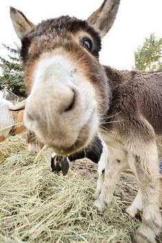 a close up of a donkey eating hay