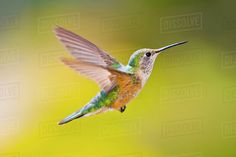 a hummingbird flying in the air with its wings spread out and it's beak open