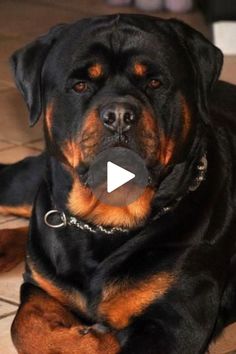 a large black and brown dog laying on top of a tile floor