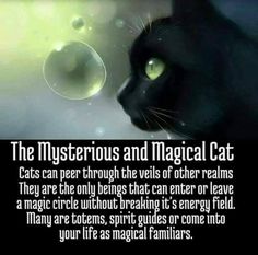 a black cat with green eyes looking at the camera and caption that reads, the mysterious and magic cat cats can peer through the veils of other