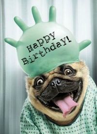 a pug dog wearing a green hat with the words, the most sacred place in the world is your mind guard it seriously