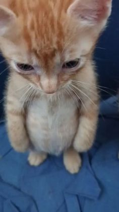 an orange kitten sitting on top of a blue blanket