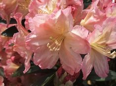 pink flowers are blooming in the garden