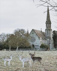 three deer standing in front of a church