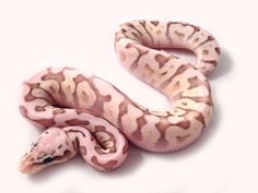 a pink and white snake on a white background