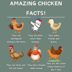 an image of chickens and other animals with the words amazing chicken fact written below it