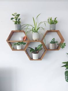 three hexagonal shelves with plants on them