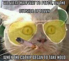 a cat wearing glasses and a hat with the caption don't stop here this is fuctard country