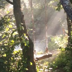 a swing hanging from a tree in the forest with sunlight streaming through trees and water behind it