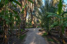 a dirt road surrounded by palm trees on both sides