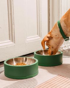 a brown dog eating out of a green bowl