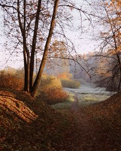 a dirt road surrounded by trees with leaves on the ground and water in the background