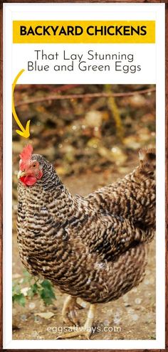 an image of a chicken with the words backyard chickens that lay shining blue and green eggs