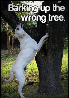 a white dog standing on its hind legs in front of a tree with the words barking up the wrong tree