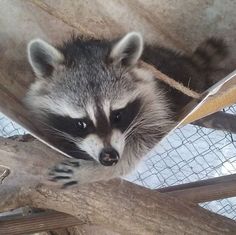 a raccoon is peeking out from behind a wooden fence and looking at the camera