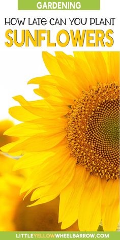 a sunflower with the words gardening how late can you plant sunflowers?