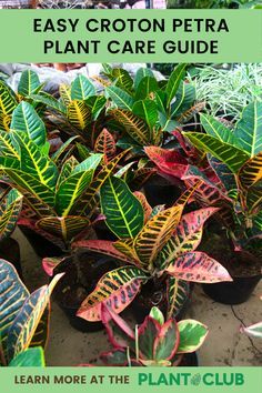 the easy croton petra plant care guide