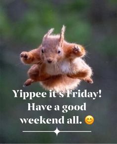 a squirrel jumping up into the air with its paws in the air and text that reads, yipeee it's friday have a good weekend all