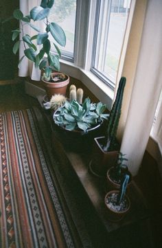 three potted plants sit on a window sill in front of a striped rug