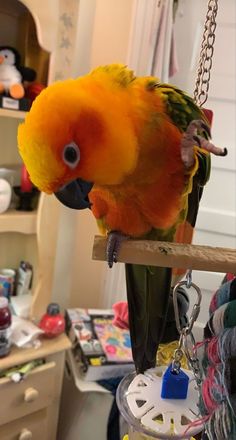 an orange and yellow parrot sitting on top of a wooden perch