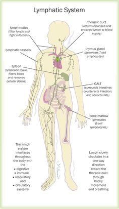 Punkty Spustowe, Lymph System, Nursing School Notes, Medical Anatomy, Nursing Study, Nursing Notes, Body Anatomy