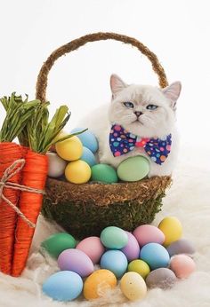 a white cat wearing a bow tie sitting in a basket with eggs and carrots