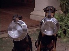 two dogs sitting next to each other holding metal bowls on their heads and one dog is wearing a collar