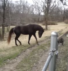 a black horse walking down a dirt road next to a metal fence and tree line