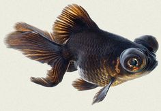 an image of a fish that is looking at the camera