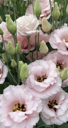 pink flowers are blooming in the garden