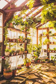 an indoor greenhouse filled with lots of plants and potted plants on shelves next to windows