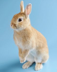 a small brown rabbit sitting on top of a blue surface