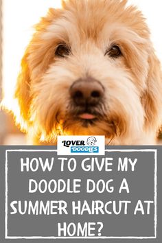 a dog with the words how to give my doodle dog a summer haircut at home?