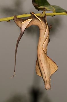 an insect hanging upside down on a branch