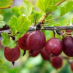 the fruit is growing on the tree branch