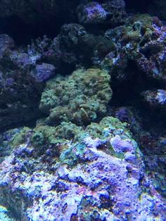 an underwater view of rocks and corals in the ocean with blue lights on them