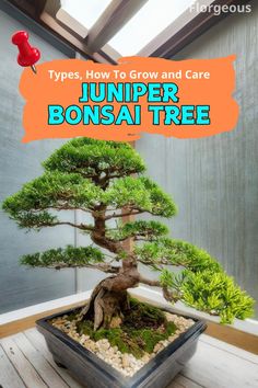 Juniper Bonsai Tree Bonsai Tree Juniper, Juniper Bonsai Tree, Bonsai Wire