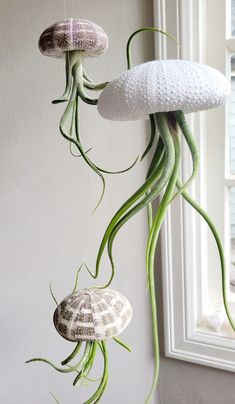 three sea creatures hanging from the side of a wall next to a window in a room