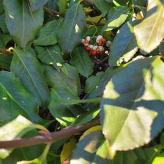 Spindle Tree, Euonymus Japonicus, Tree Growing, Autumn Orange, Orange Fruit, Growing Tree