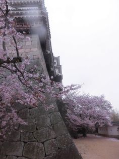 pink flowers are blooming on the trees near an old wall and building in the background